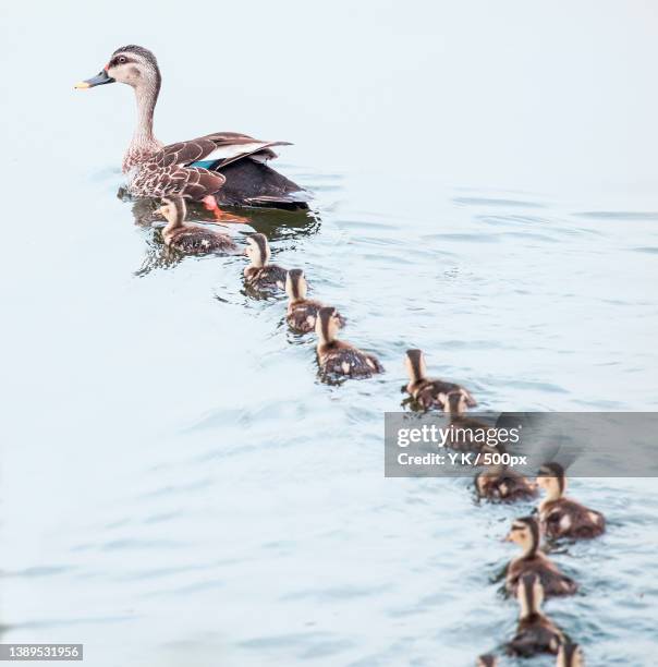 follow me,mother mallard duck swimming in lake,noida,uttar pradesh,india - duckling stock pictures, royalty-free photos & images