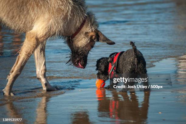 big and small dogs playing in the water at beach during day - josh utley stock-fotos und bilder