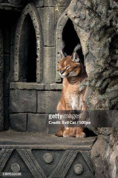 wilderness nature concept,mountain lion sitting in urban stone structure during day - caracal stock pictures, royalty-free photos & images