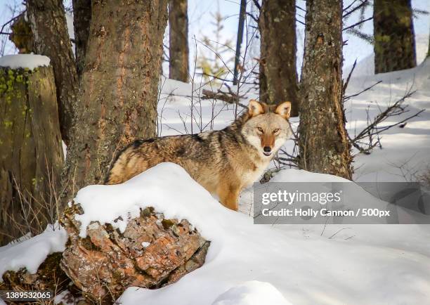 portrait of coyote sitting on snow covered field - holly wolf stock pictures, royalty-free photos & images