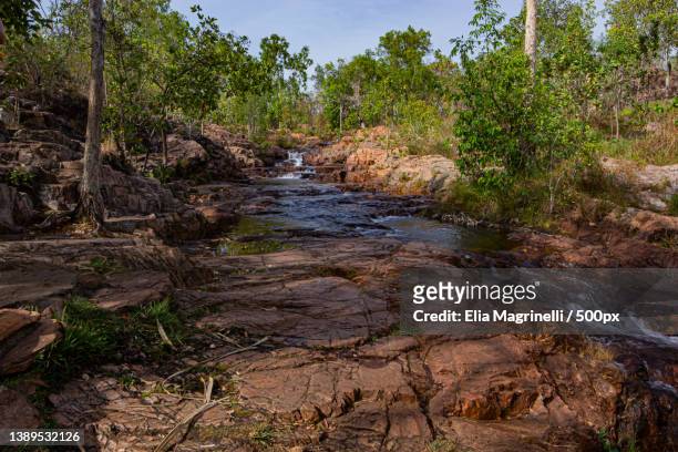 scenic view of stream amidst trees in forest,territorio del nord,australia - territorio del nord stockfoto's en -beelden