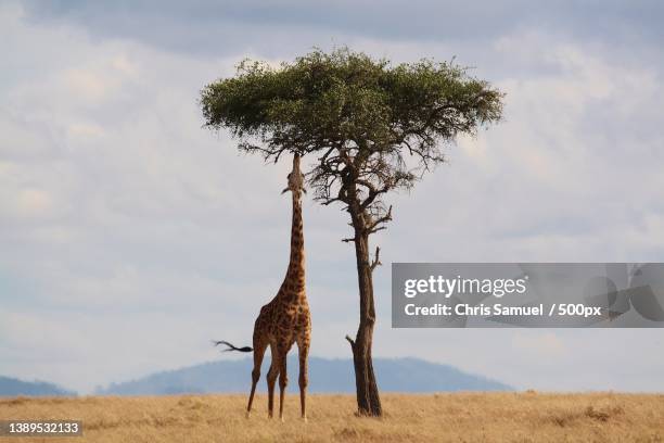 full frame shot of a giraffe eating leaves from a tall tree - girafe photos et images de collection