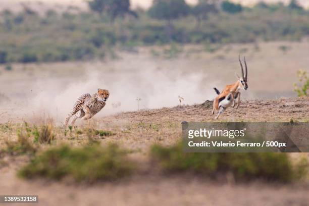 side view of cheetahs chasing impala on field,maasai mara national reserve,kenya - gepard stock-fotos und bilder