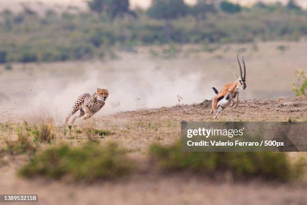 side view of cheetahs chasing impala on field,maasai mara national reserve,kenya - cheetah hunt stock pictures, royalty-free photos & images