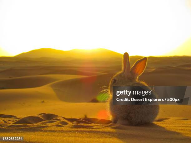 470 Desert Bunny Stock Photos, High-Res Pictures, and Images - Getty Images