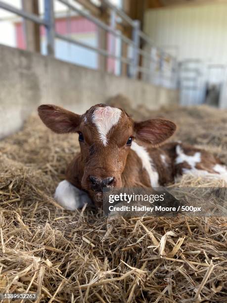 portrait of new born calf sitting on hay - stroh stock-fotos und bilder