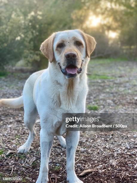 Labrador Standing Photos and Premium High Res Pictures - Getty Images