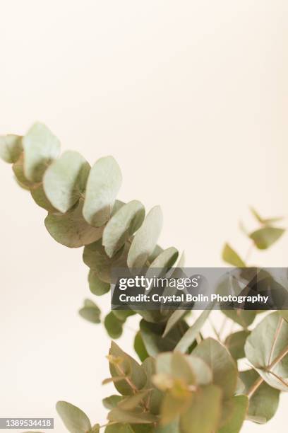 intricate sage green-colored eucalyptus branches in front of a neutral light background - cream colored background stock pictures, royalty-free photos & images