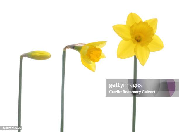 three stages of a daffodil flower opening illustrated. - bud opening stock pictures, royalty-free photos & images