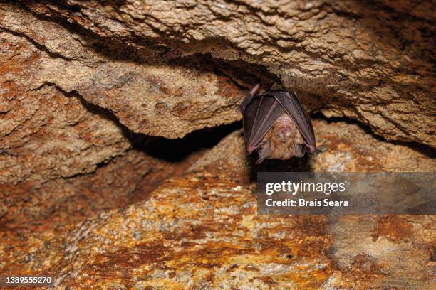 greater horseshoe bat - fladdermus bildbanksfoton och bilder