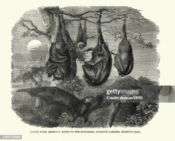 pteropus, fruit bats or flying foxes, a genus of megabats which are among the largest bats in the world, 19th century - bat animal stock illustrations