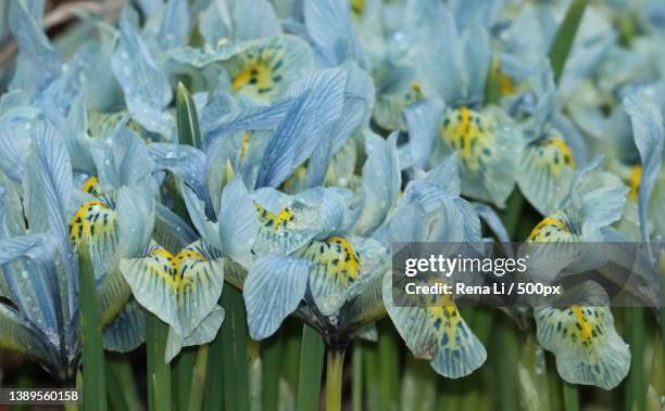 iris reticulata katherarine hodgkin in freezing rain,toronto,ontario,canada - iris reticulata stock pictures, royalty-free photos & images