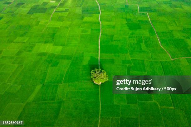 go green,panoramic view nature landscape of a green field with rice,bangladesh - bangladesh aerial stock pictures, royalty-free photos & images