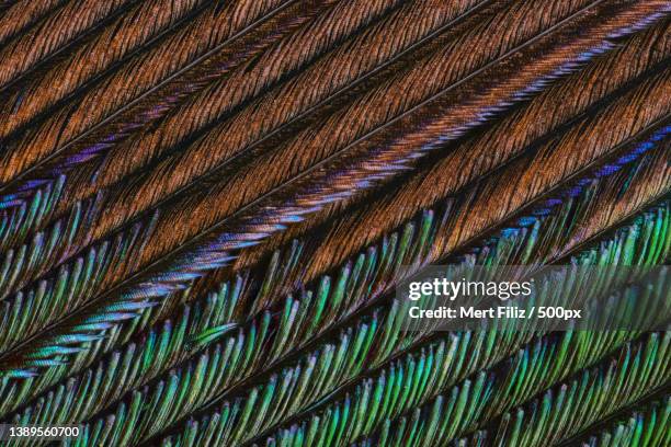 peacock feather,full frame shot of peacock feathers - animal markings stock pictures, royalty-free photos & images