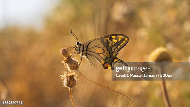 old world swallowtail,close-up of butterfly pollinating on flower,torrox,spain - farfalla a coda di rondine foto e immagini stock