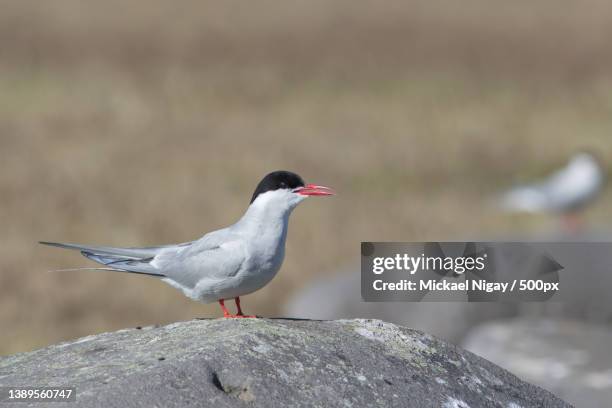 sterne arctique,close-up of seagull perching on rock - キョクアジサシ ストックフォトと画像