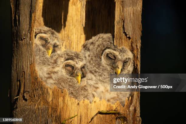 close-up of great gray barred owl perching on wooden post,tampa,florida,united states,usa - owlet stock pictures, royalty-free photos & images