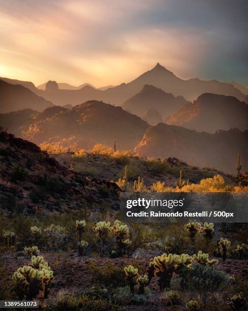 scenic view of landscape against sky during sunset - arizona cactus stock pictures, royalty-free photos & images