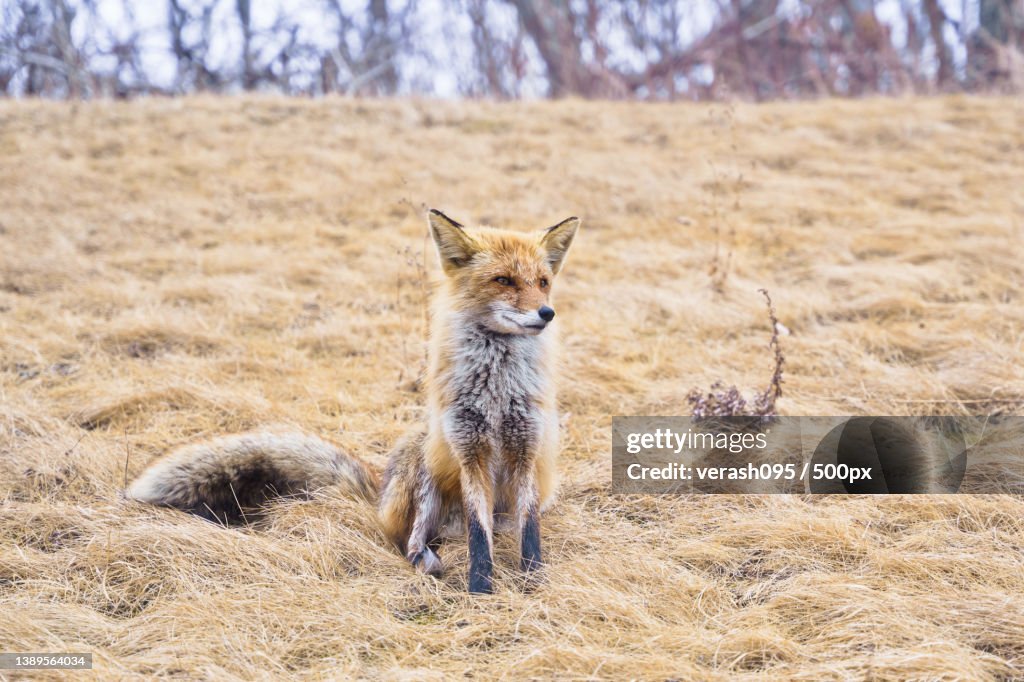 Red fox A young mammal stands on a field under sunlight