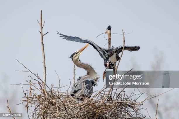 巣作りと補強のための棒を渡すオオアオサギペア - animal nest ストックフォトと画像