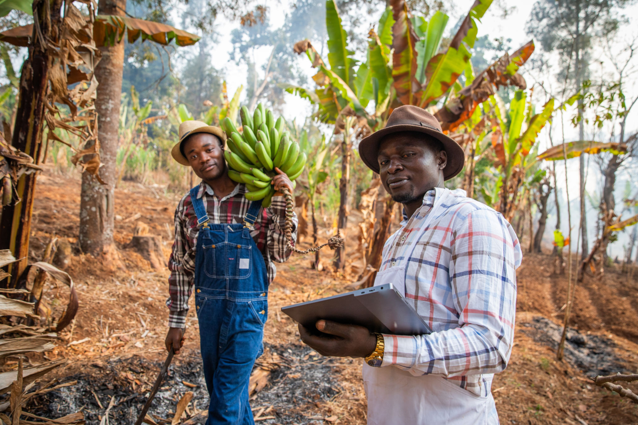 two African peasants in the field while working, one with a bunch of plantains and the other with a tablet. Work in Africa in the agricultural sector two African peasants in the field while working, one with a bunch of plantains and the other with a tablet. Work in Africa in the agricultural sector
