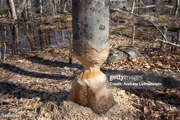 Tree shows signs of recent beaver activity,, April 3, 2022 in Lovell, Maine.