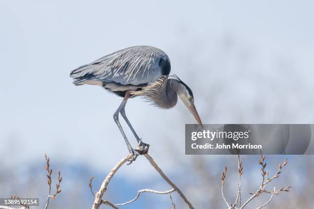 great blue heron trying to locate more sticks for nest building and reinforcement - rookery building stock pictures, royalty-free photos & images