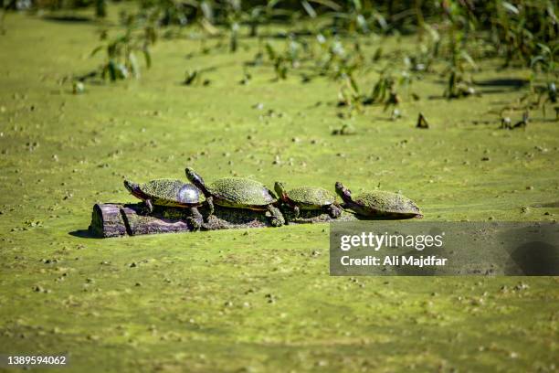 algae invasion in ohio - marisma fotografías e imágenes de stock