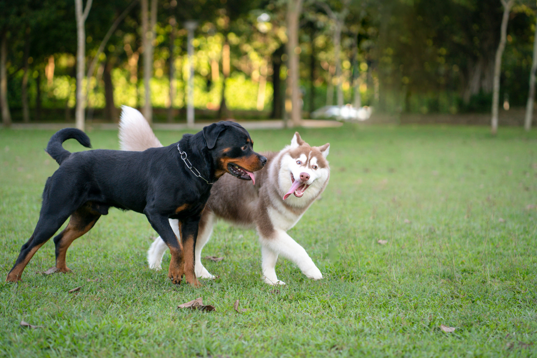 community dog park