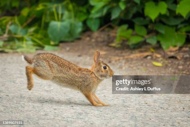 79,893 Rabbit Stock Photos, High-Res Pictures, and Images - Getty Images