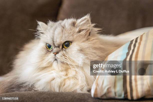 cat on a couch - chat persan photos et images de collection