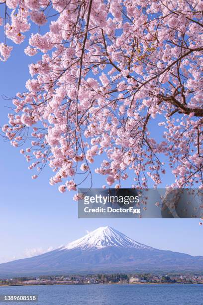 fuji mountain and pink sakura branches at kawaguchiko lake, japan - tokyo temple stock pictures, royalty-free photos & images