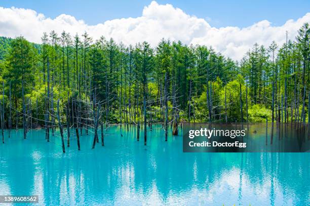 reflection of pine trees at blue pond, landmark of biei patchwork road, biei, hokkaido, japan - kamikawa hokkaido stock-fotos und bilder