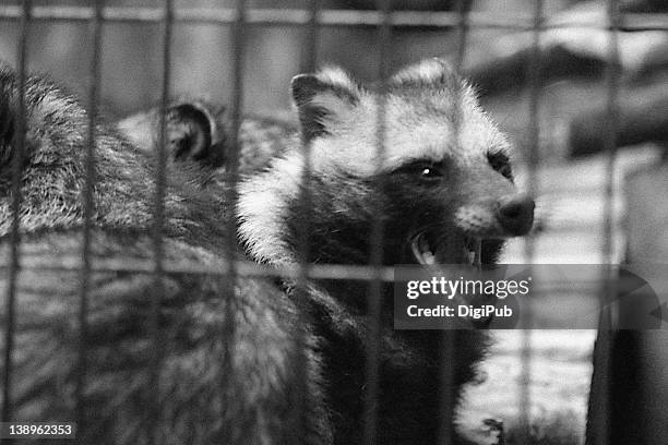 raccoon dog - tanuki stock pictures, royalty-free photos & images