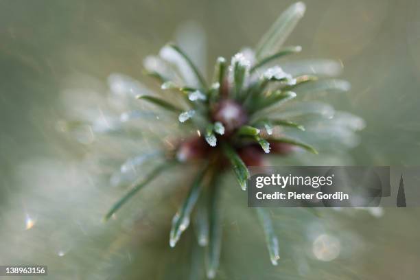 frosty pine needles - gordijn stock-fotos und bilder