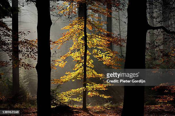autumn forest - gordijn stock-fotos und bilder