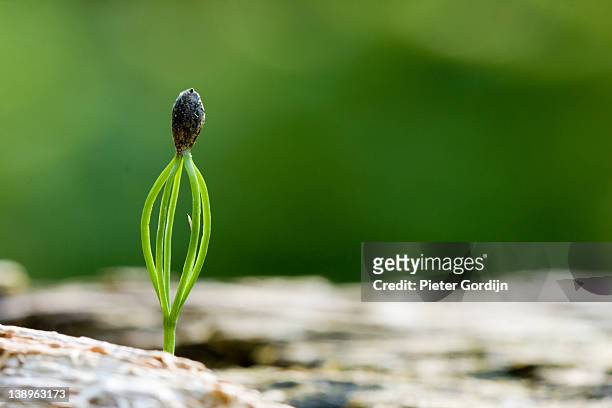 pine seedling - gordijn bildbanksfoton och bilder