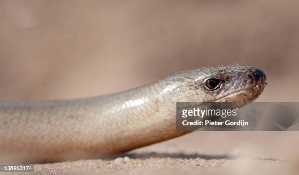 close-up of sunning slow worm on sand path - gordijn stock-fotos und bilder