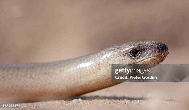 close-up of sunning slow worm on sand path - gordijn bildbanksfoton och bilder