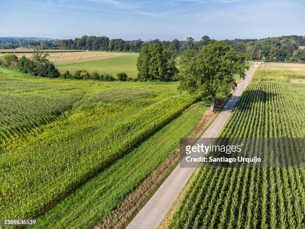 aerial view of corn fields - belgium aerial stockfoto's en -beelden