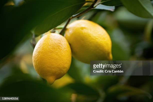 lemons growing - lemon tree stock pictures, royalty-free photos & images