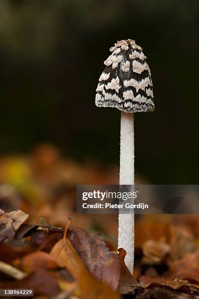 coprinopsis picacea - gordijn bildbanksfoton och bilder