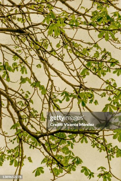 first leaves of a chestnut tree in spring - kastanie laubbaum stock-fotos und bilder