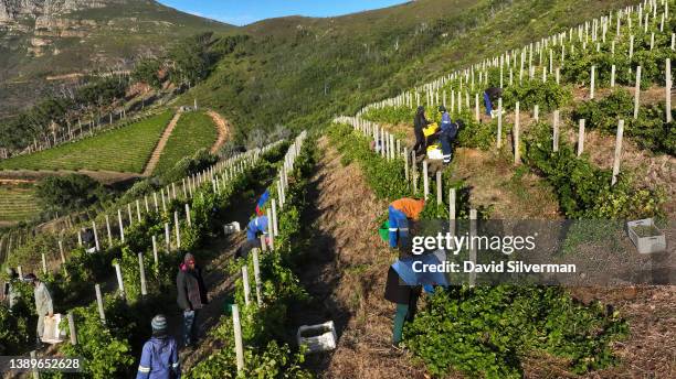 An aerial view of winery staff and contract workers harvesting Sauvignon Blanc grapes on the Klein Constantia Wine Estate on March 14, 2022 in Cape...