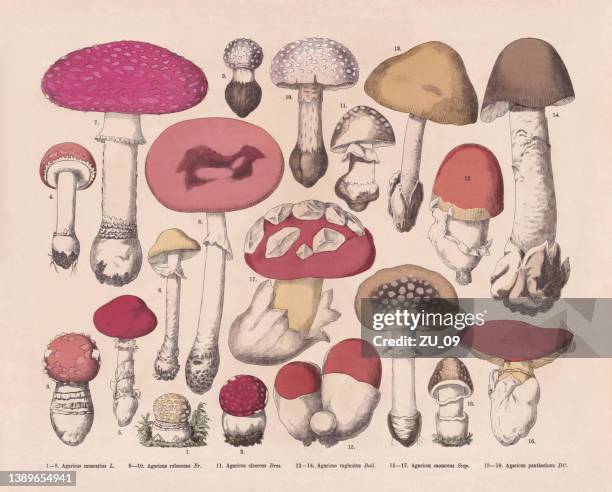 edible and poisonous mushrooms, hand-colored wood engraving, published in 1887 - amanita pantherina stock illustrations