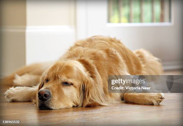 golden retriever sleeping - golden retriever bildbanksfoton och bilder
