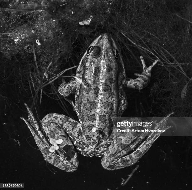 pond frog in ukraine - frogs in wetlands stock-fotos und bilder