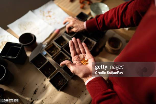 high angle view of unrecognizable senior man, planting the paprika seeds, into small pots - indoor vegetable garden stock pictures, royalty-free photos & images