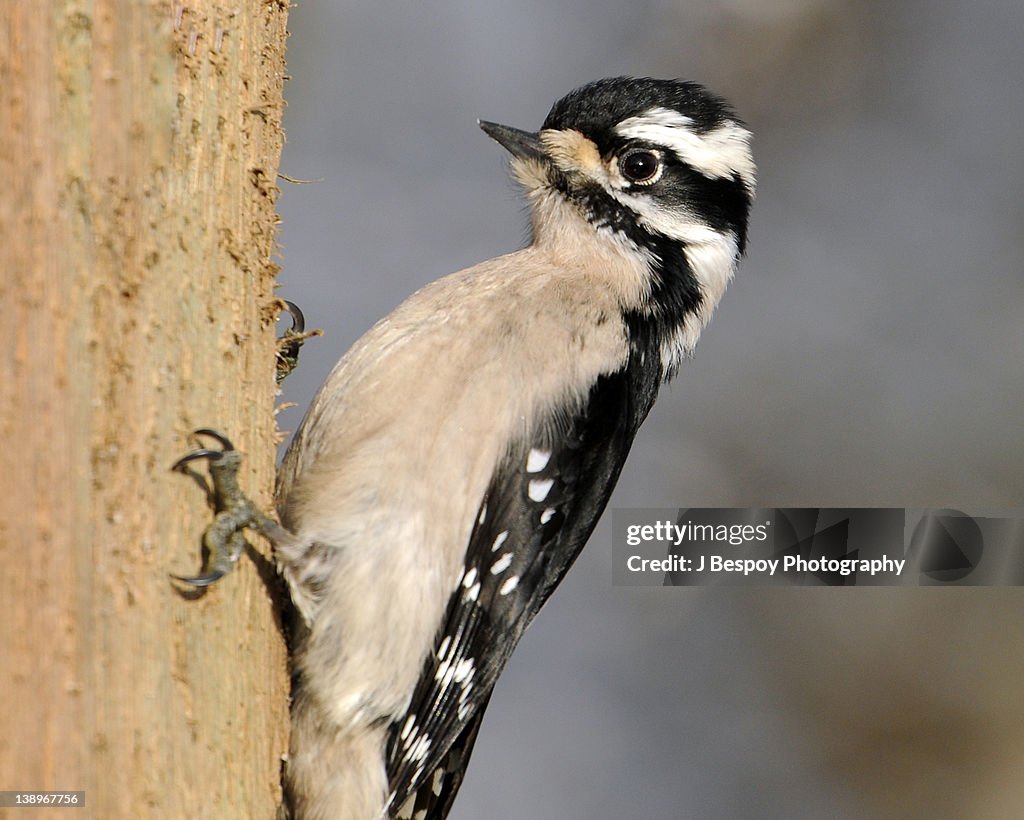 Female downy woodpecker
