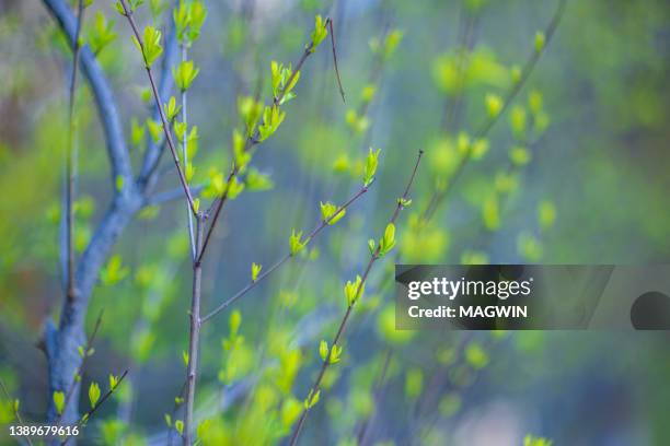 spring buds - bud stock pictures, royalty-free photos & images